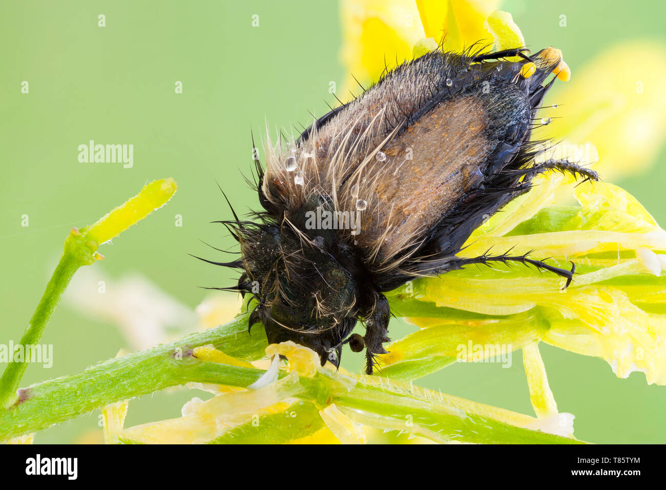 Bumble Bee Scarabeo Scarabeo Foto Stock
