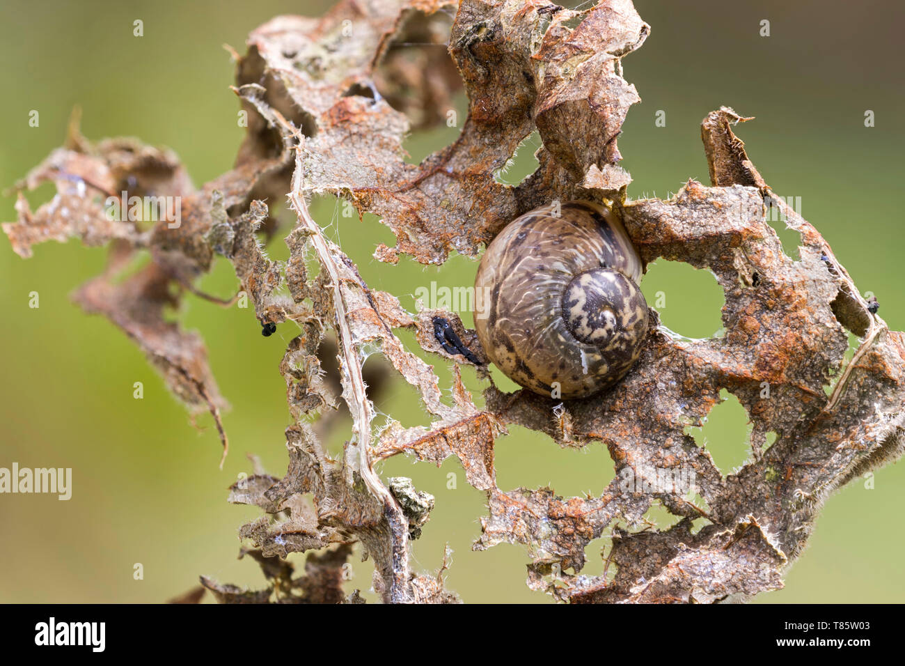 Mimetizzati lumaca di terra Foto Stock