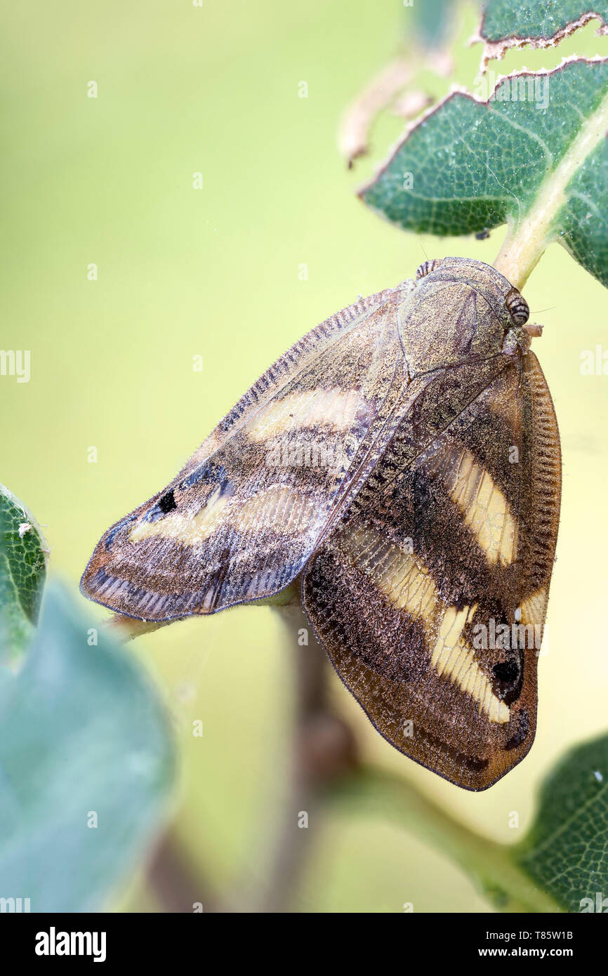 Foglia tramoggia Foto Stock