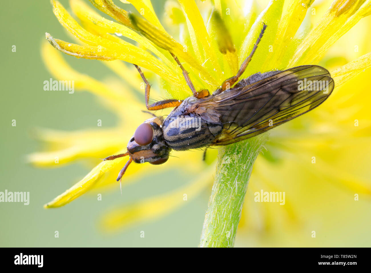 Picture-winged fly Foto Stock