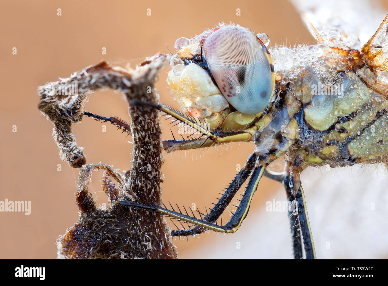 Libellula Foto Stock