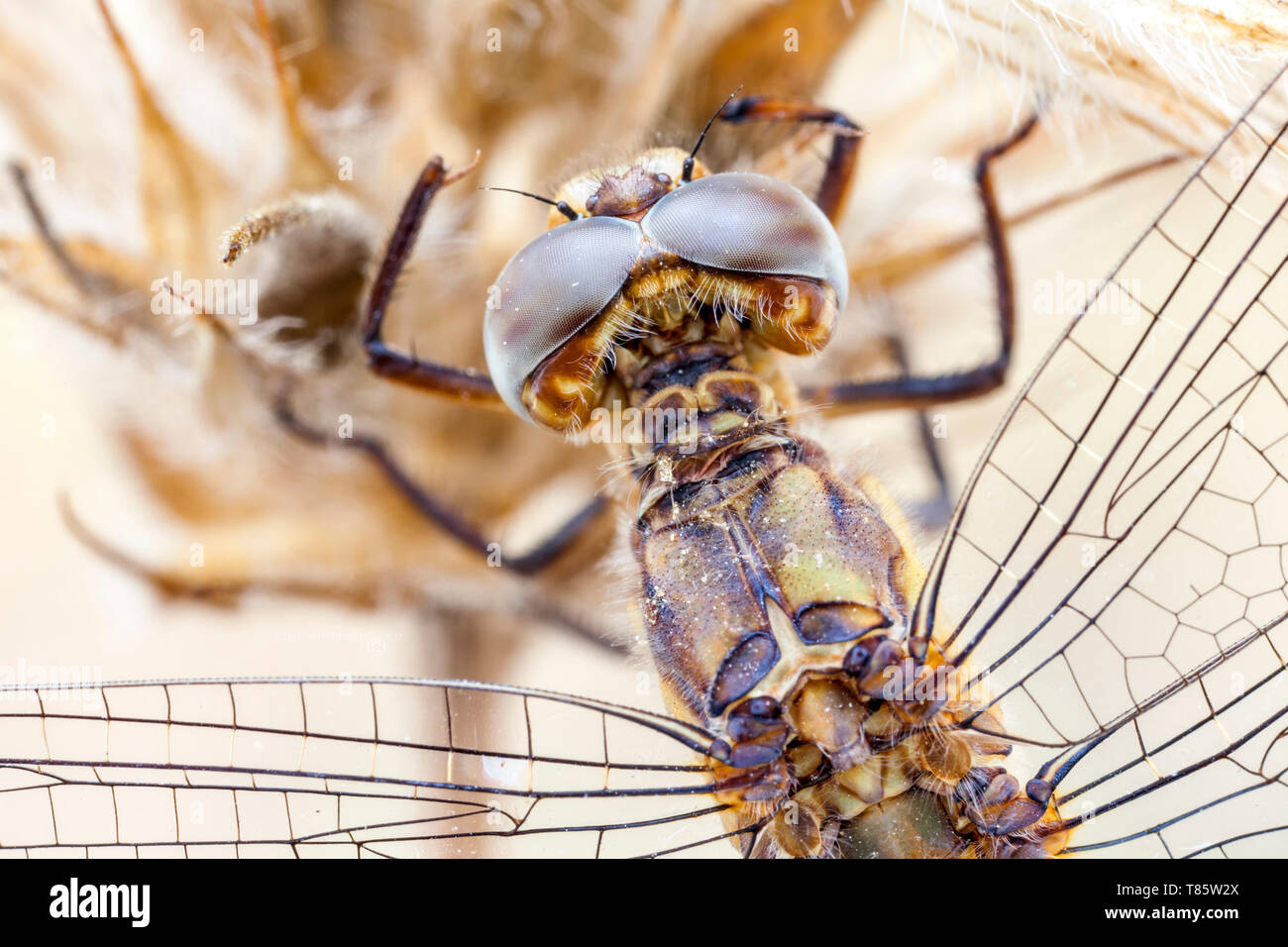 Libellula Foto Stock