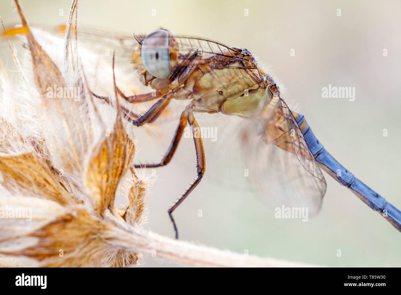 Libellula Foto Stock