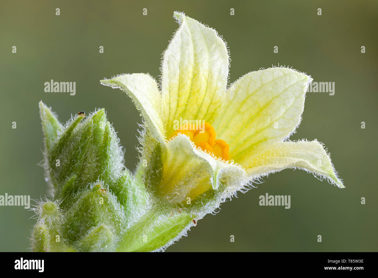 Schizzo cetriolo (Ecballium elaterium) fiore Foto Stock
