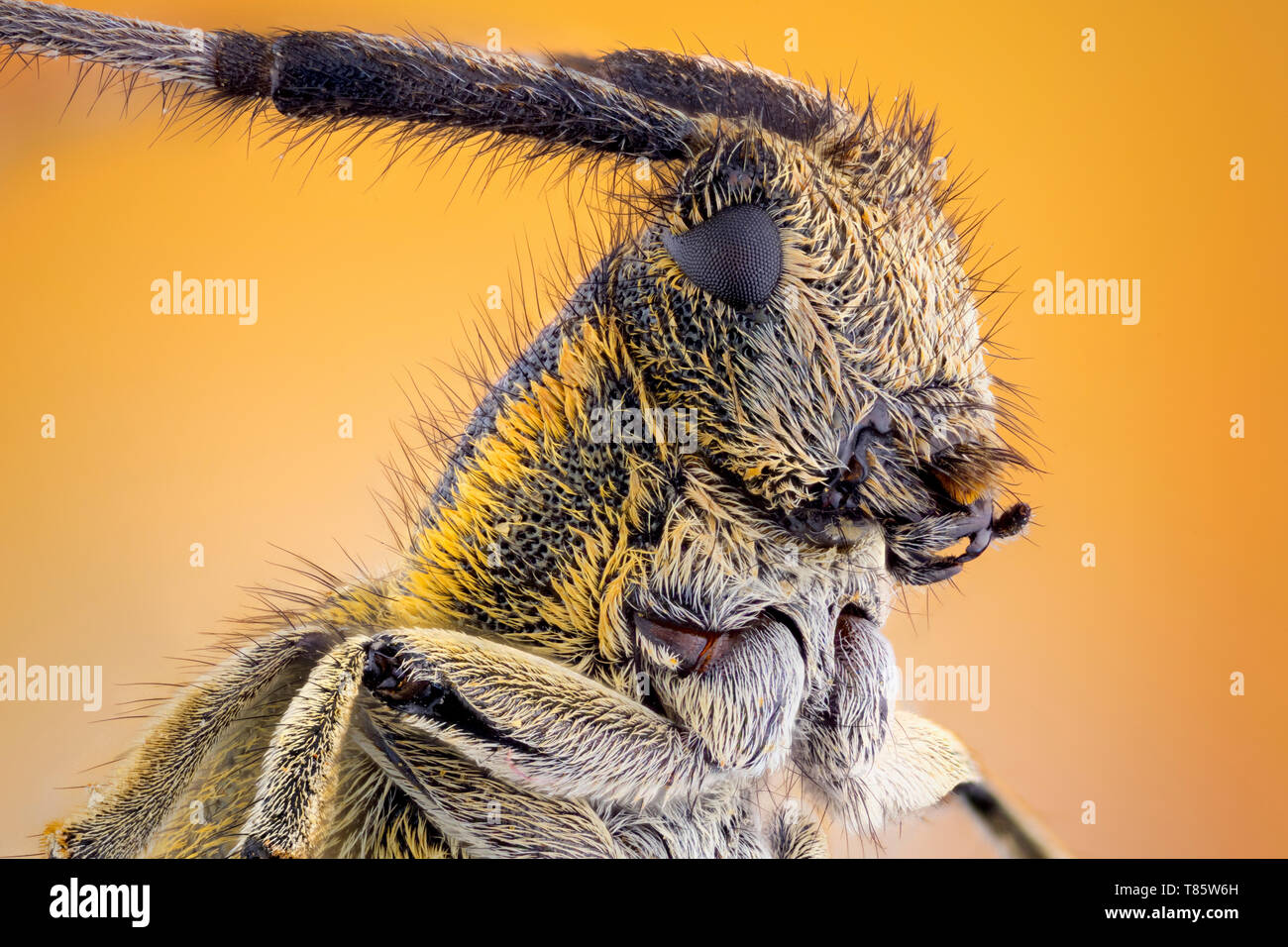 Golden fiorì grigio longhorn beetle Foto Stock