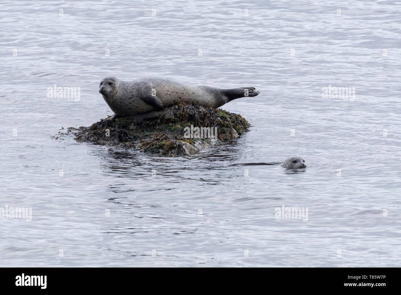 L'Islanda, Westfjords, Regione Vestfirdir, Porto guarnizioni (Phoca vitulina) Foto Stock