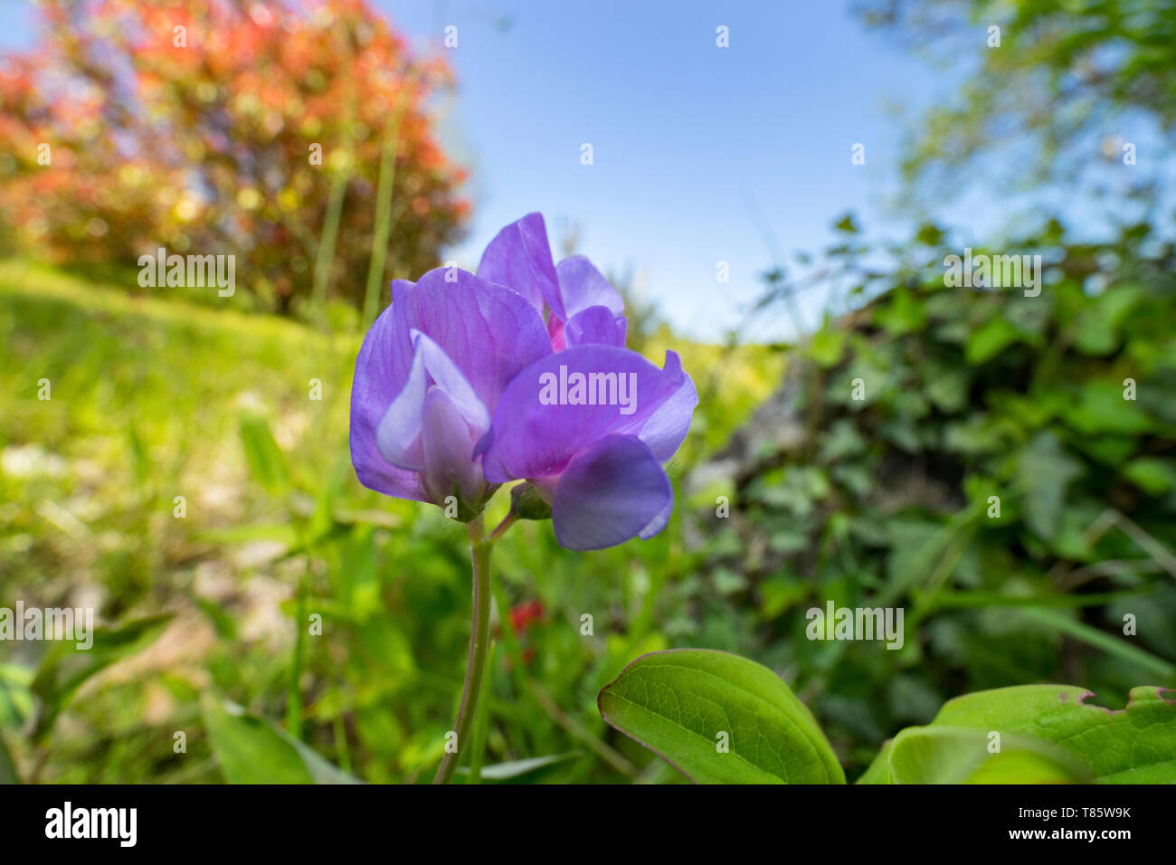 Spiaggia pisello (Lathyrus japonicus) fiore Foto Stock