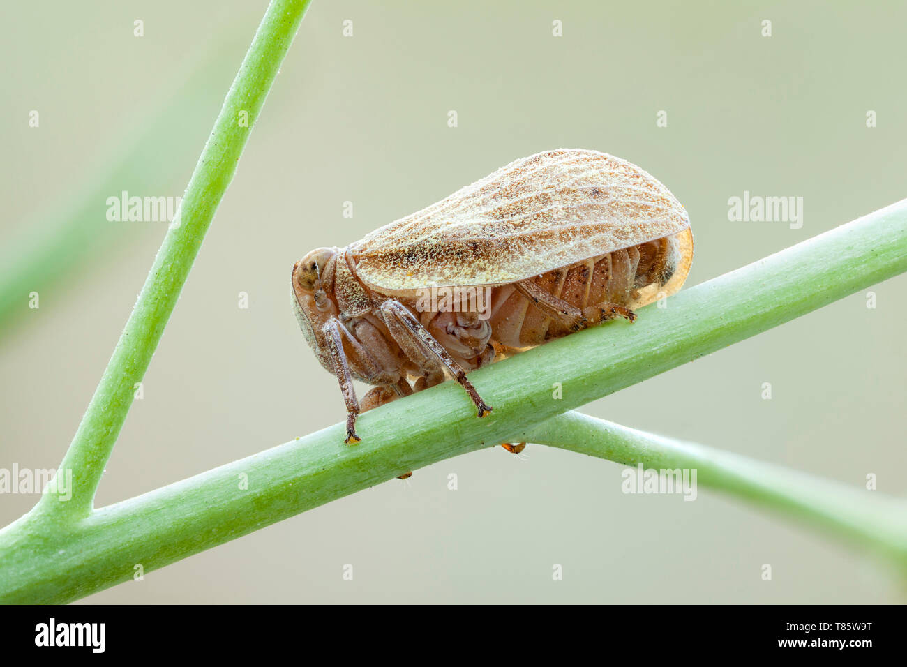 Foglia tramoggia Foto Stock