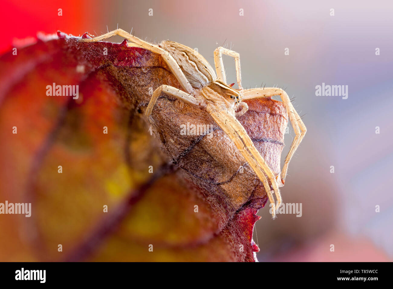 Vivaio spider web Foto Stock