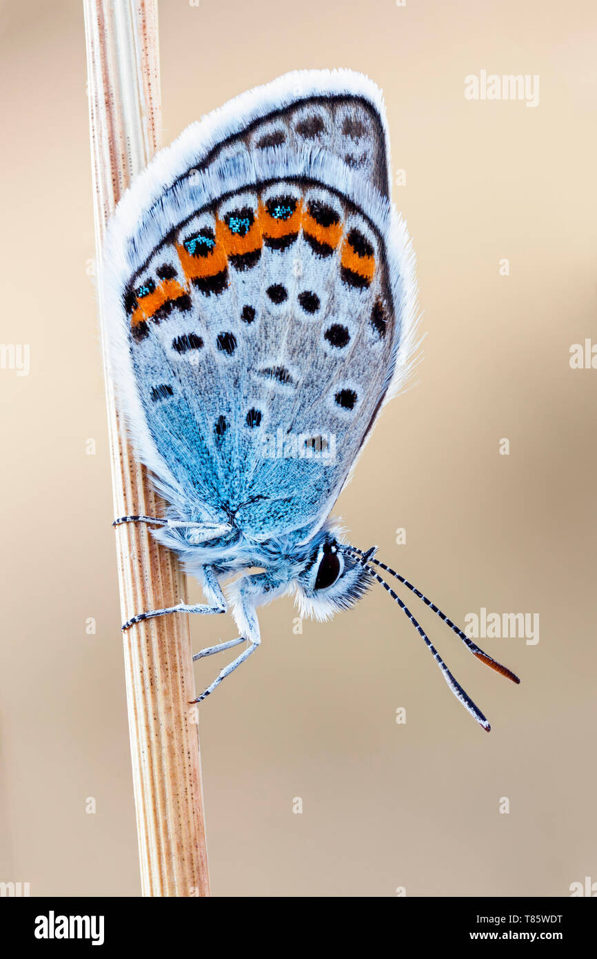 Idas blue butterfly Foto Stock
