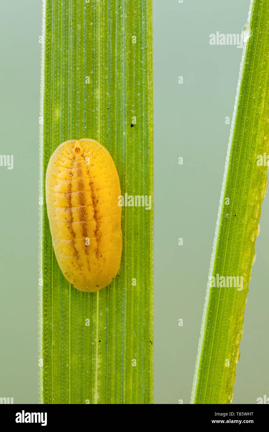 Slug ninfa caterpillar Foto Stock