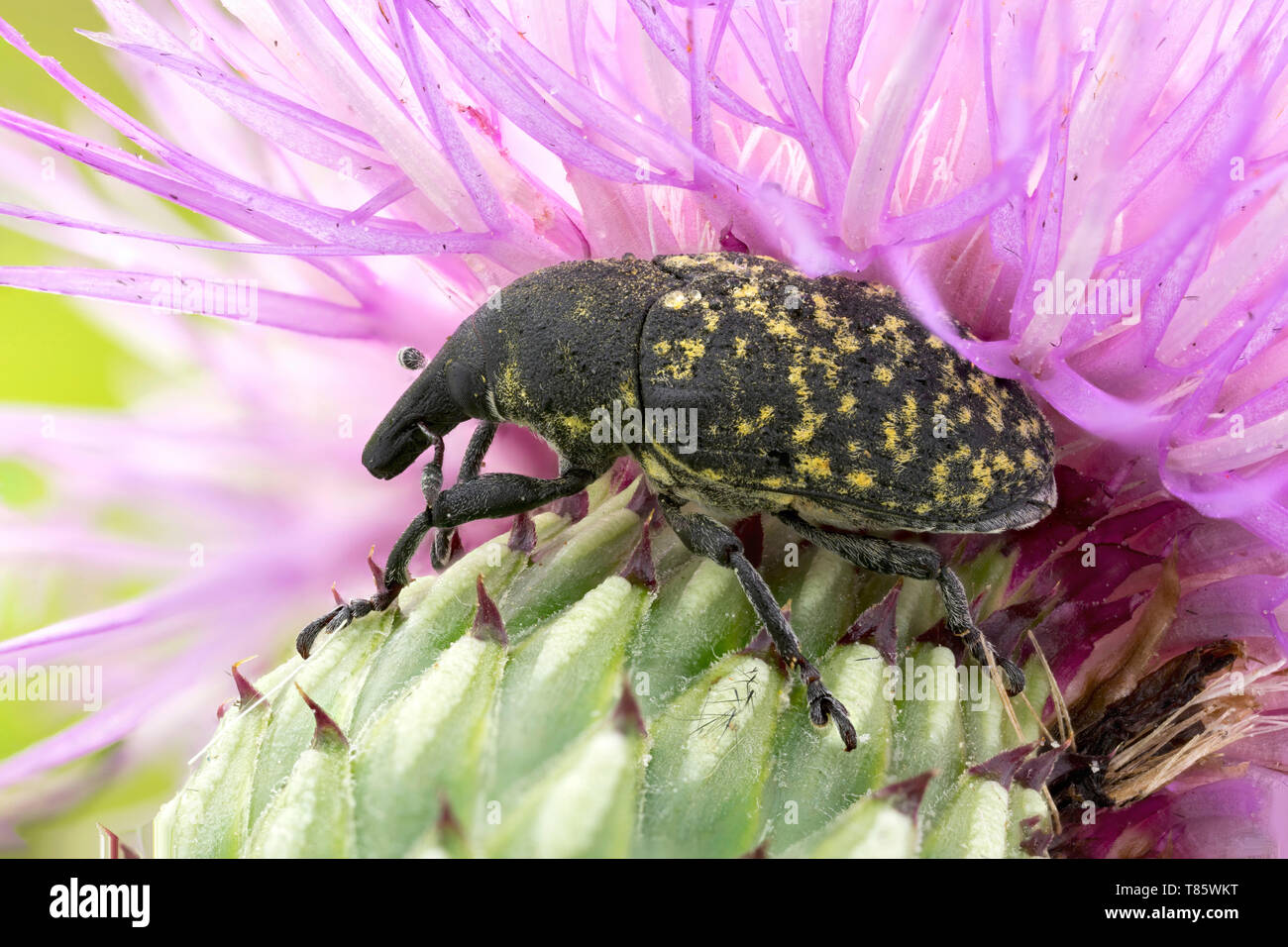 Thistle bud curculione Foto Stock