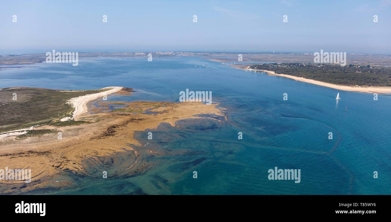 Francia, Charente Maritime, Ile de Re, la Pointe du Fier, il Fier d Ars e Trousse Chemise foresta (vista aerea) Foto Stock