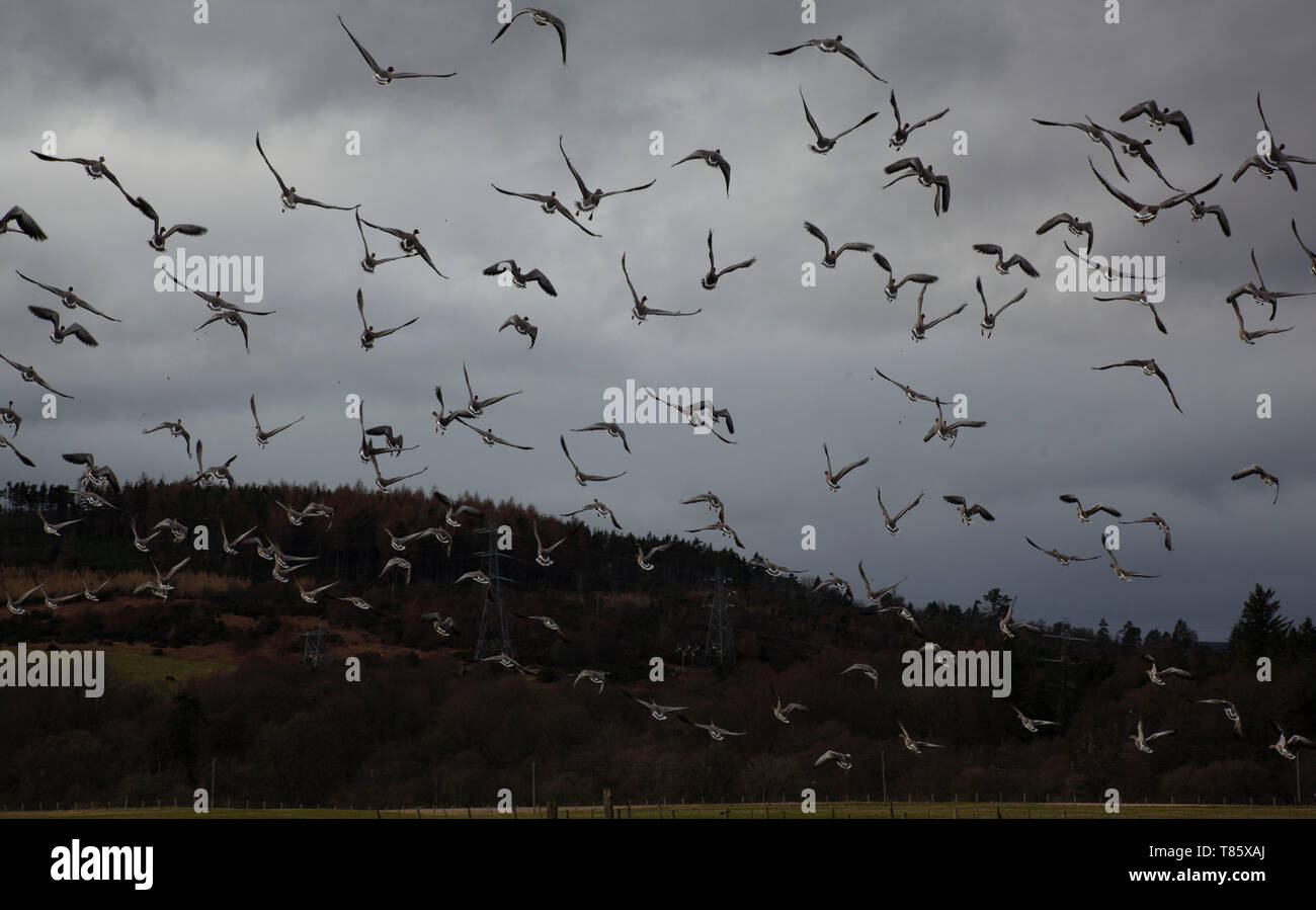 Oche Graylag prendono il volo Sutherland Scozia Scotland Foto Stock