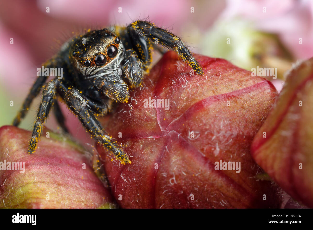 Jumping spider con giallo polen sulle gemme di colore rosso Foto Stock