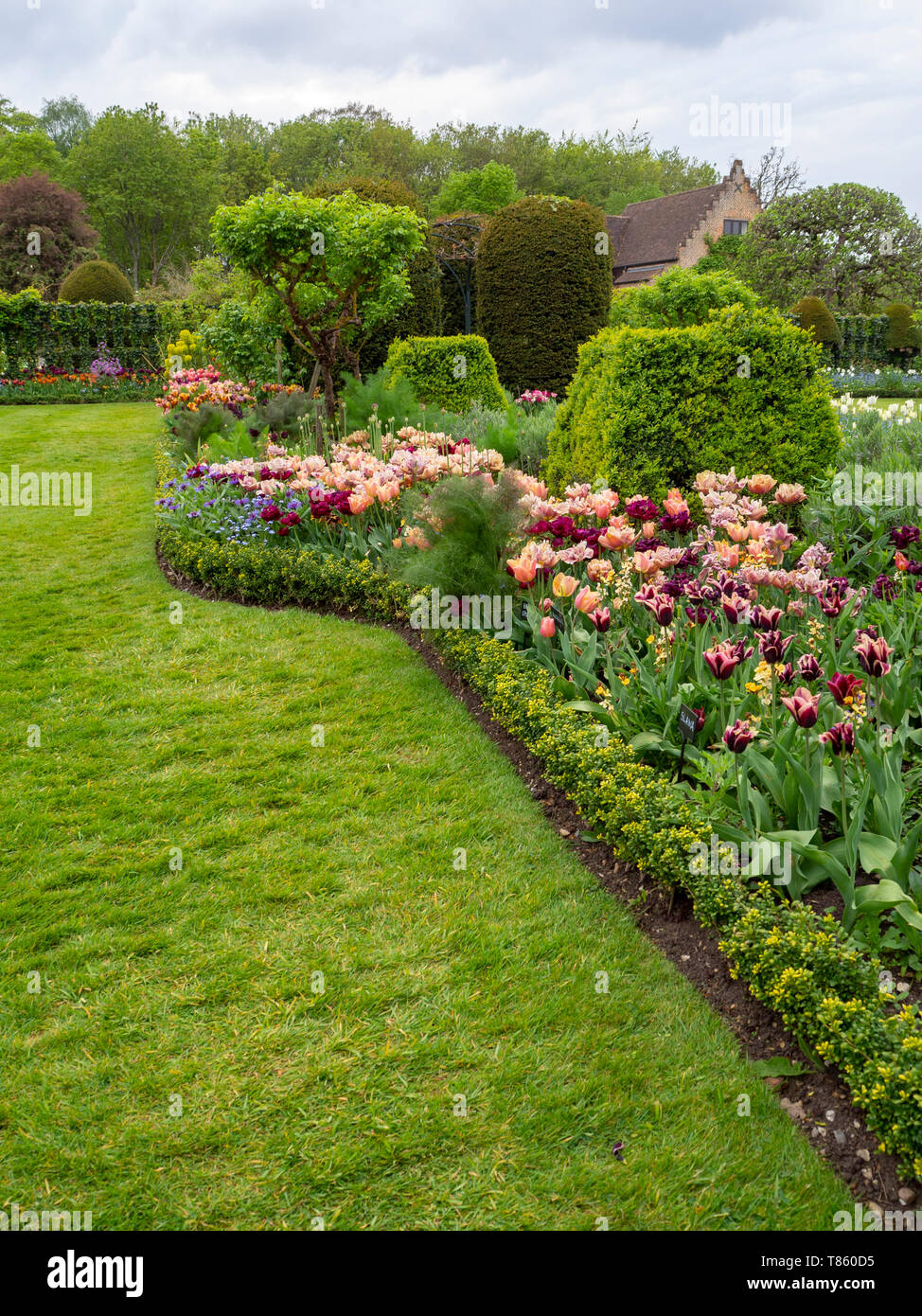 Chenies Manor Gardens ai primi di maggio con la Belle Epoque massa tulipani piantati con Antraciet tulipani e fogliame.Ritratto vista del giardino in primavera. Foto Stock