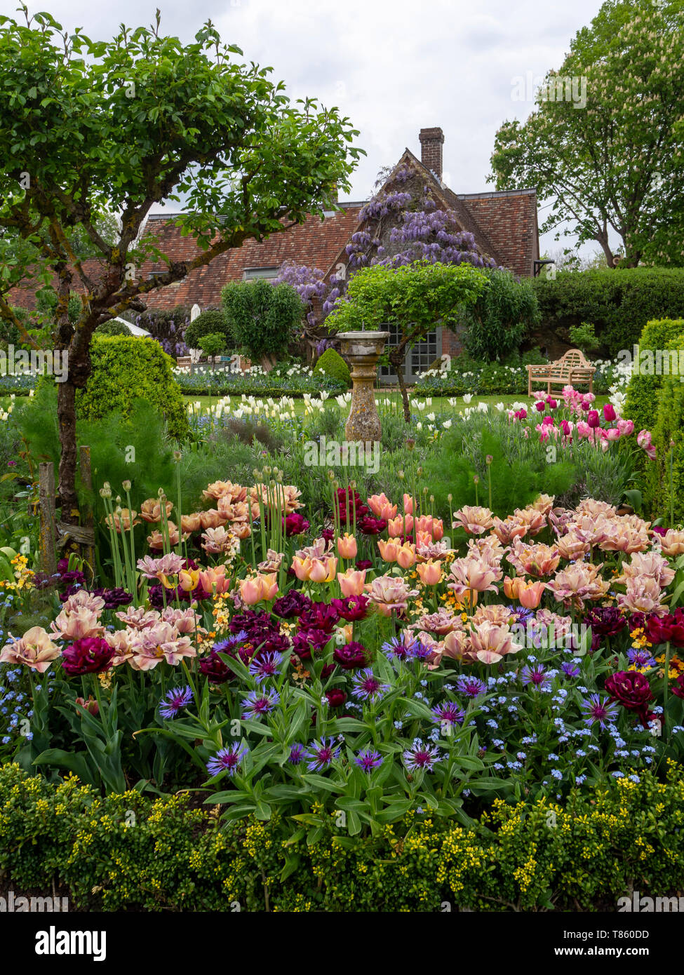 Chenies Manor Gardens ai primi di maggio con la Belle Epoque massa tulipani piantati con Antraciet tulipani e fogliame. Visualizzazione verticale con vecchi edifici. Foto Stock
