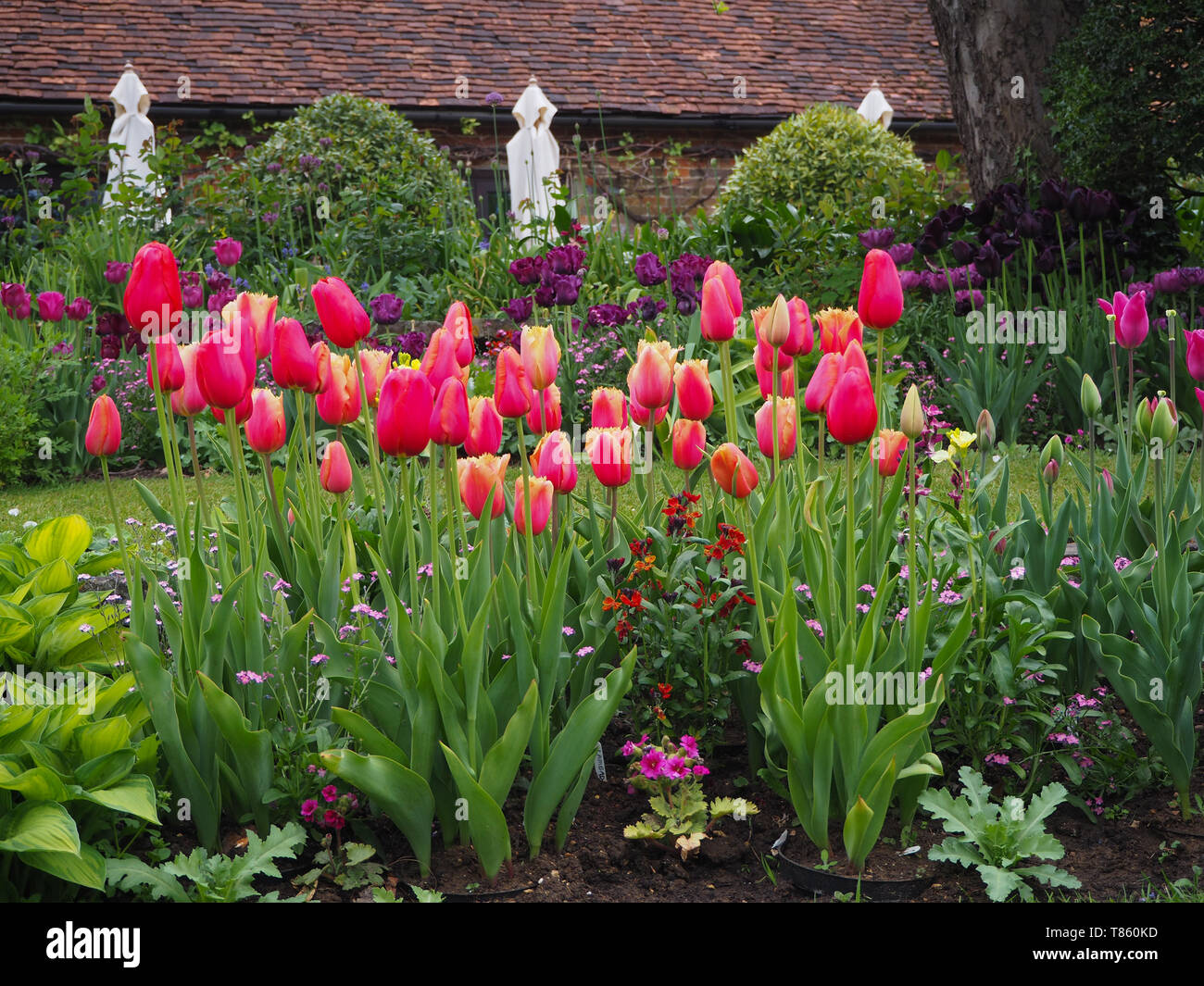 Chenies Manor Gardens a inizio maggio dalla sala da tè visto dal giardino sommerso in tulip stagione; ombrelloni da giardino presso il pronto; Lambada tulipani troppo. Foto Stock
