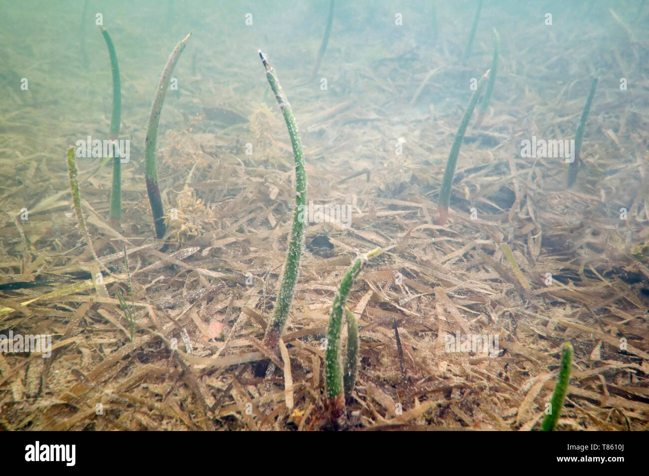 I germogli di mangrovia Foto Stock