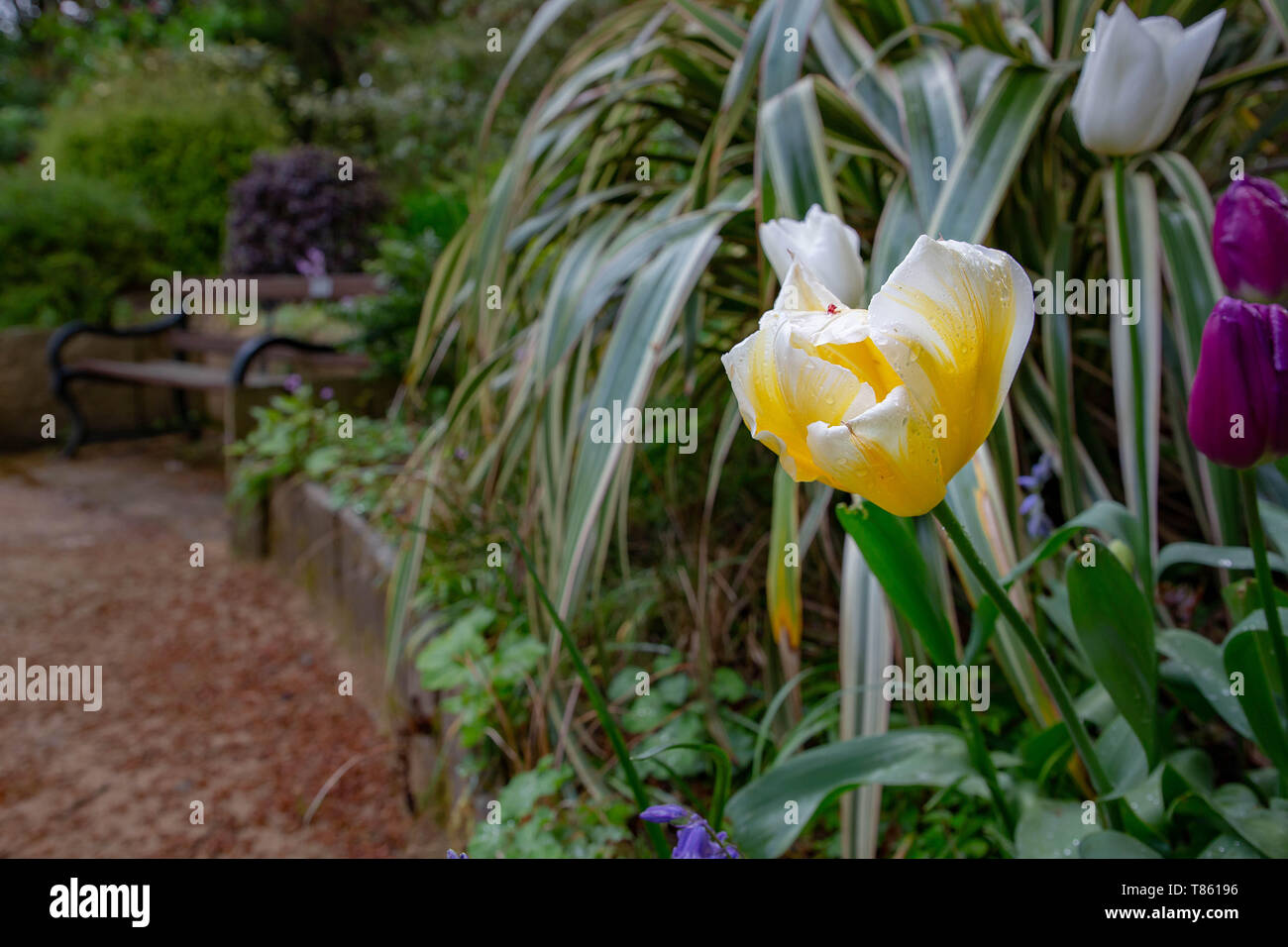 Close up di tulipani in Denzell House e giardini, Dunham Rd, Bowdon, Trafford, Greater Manchester Foto Stock