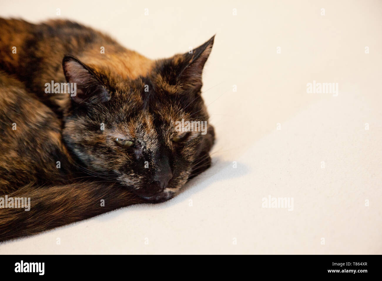 Un gatto nero giace sul letto guardando il contenuto ma da solo Foto Stock