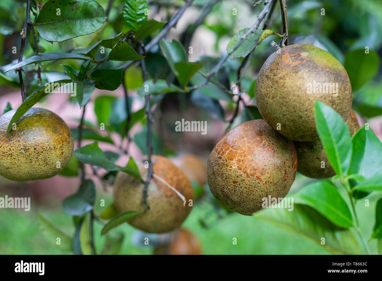Limonata organica frutta (Citrus limon x reticulata) con una pelle scoloriti condizione in un australiano il giardino sul retro Foto Stock