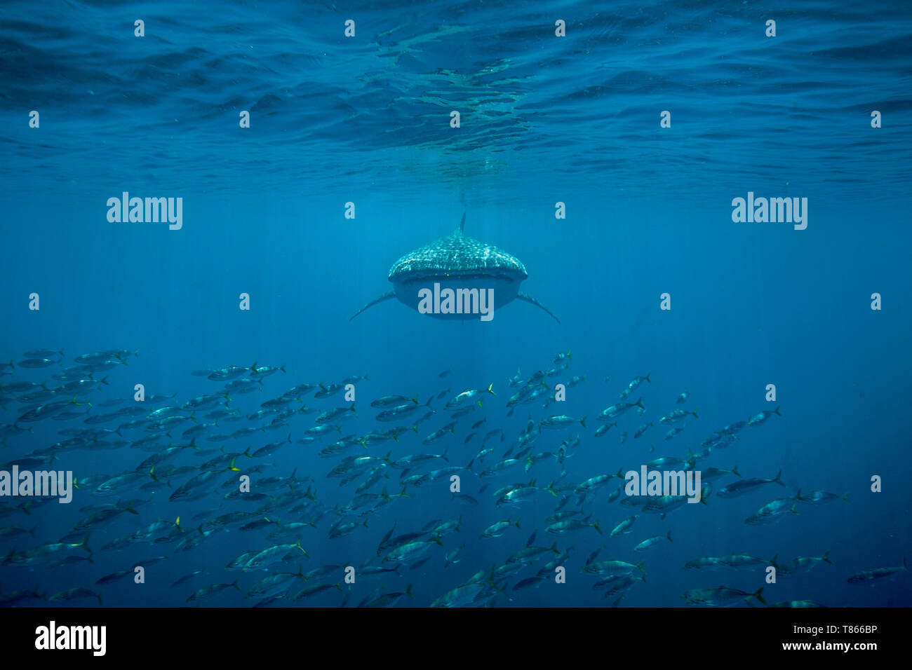 Squalo balena (Rhincodon typus ) e una secca del tonnetto striato Tonno in Honda Bay, Puerto Princesa, PALAWAN FILIPPINE. Foto Stock