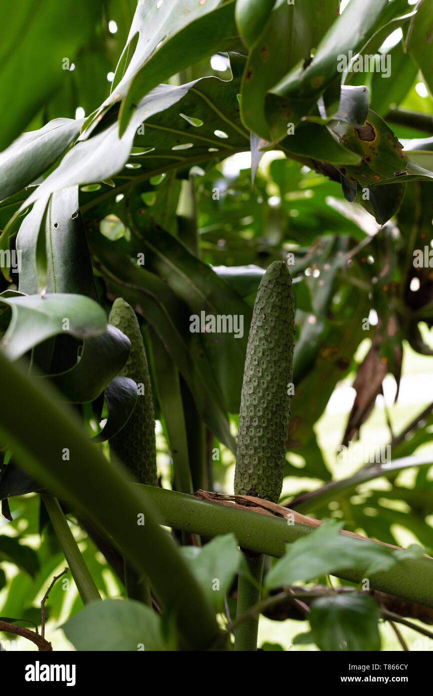 Monstera Deliciosa frutta crescendo fra il verde fogliame frondoso della pianta in un giardino nel cortile, Organica Vegana stile di vita Foto Stock