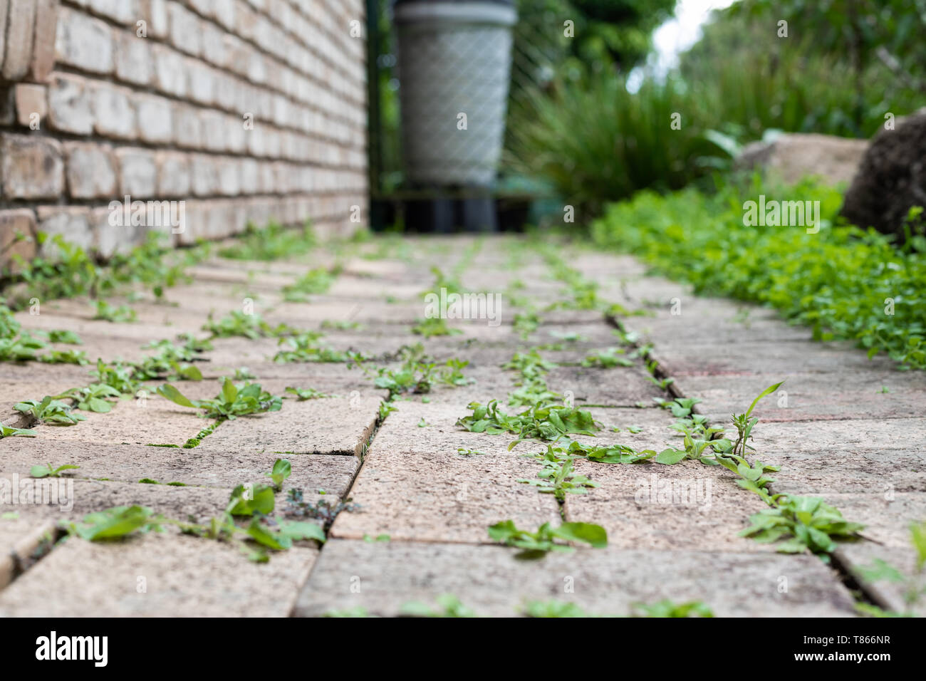 Percorso giardino ricoperta da piccole erbe infestanti in tra le fessure della pavimentazione Foto Stock