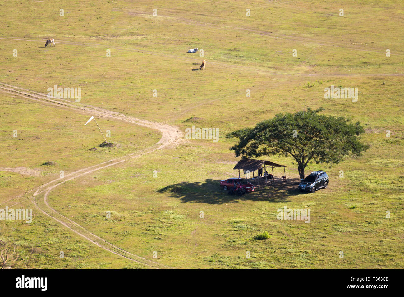 Un campo in erba con un albero solitario e un auto Foto Stock