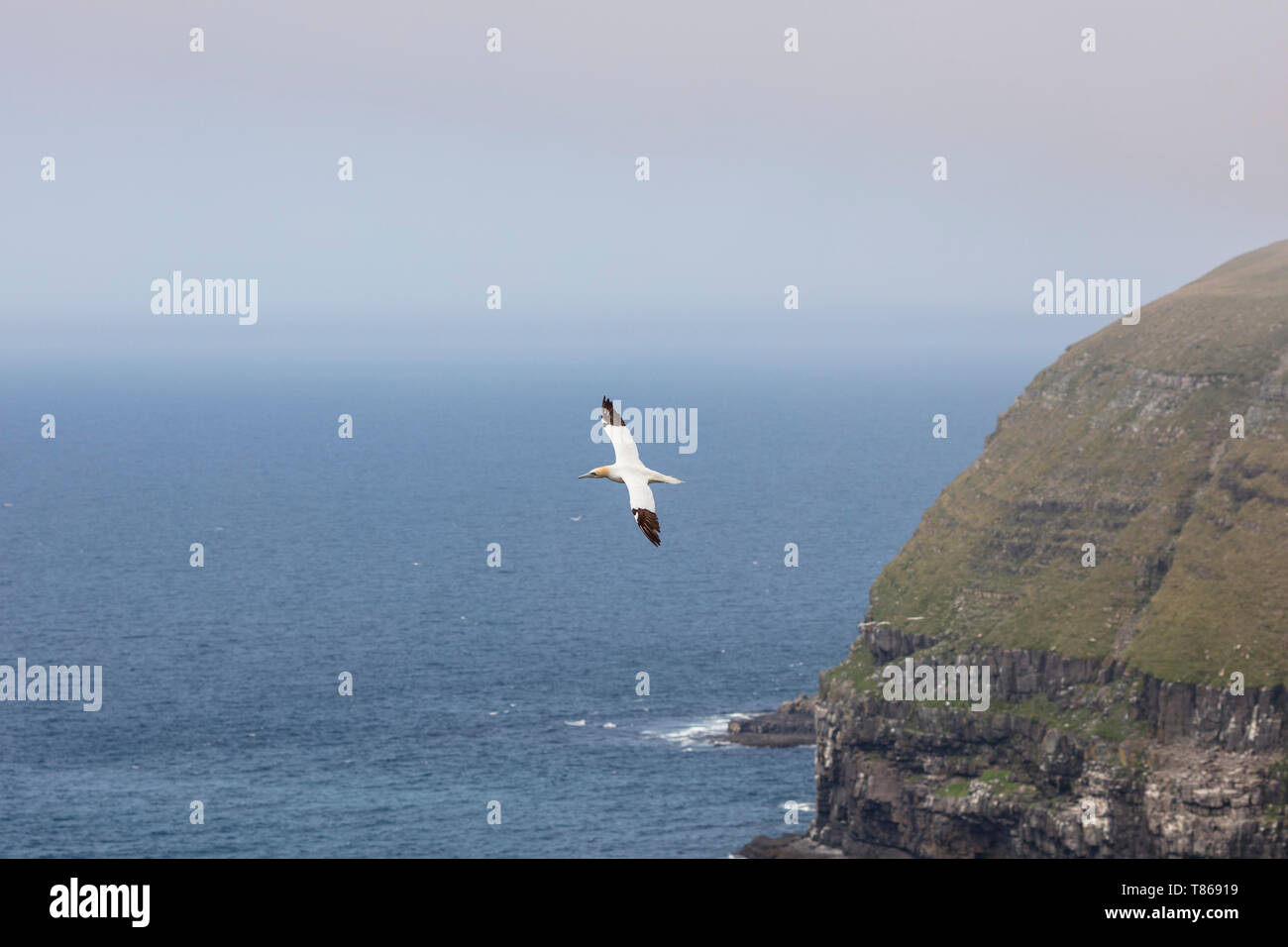 Capo St Mary riserva ecologica, SAINT sposa, Terranova, Canada - Agosto 14, 2018: Una northern gannet bird a Capo St Mary's Riserva Ecologica. Foto Stock