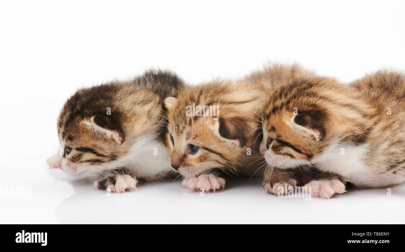 Tre kitty guardano nella stessa direzione dello spazio di copia Foto Stock