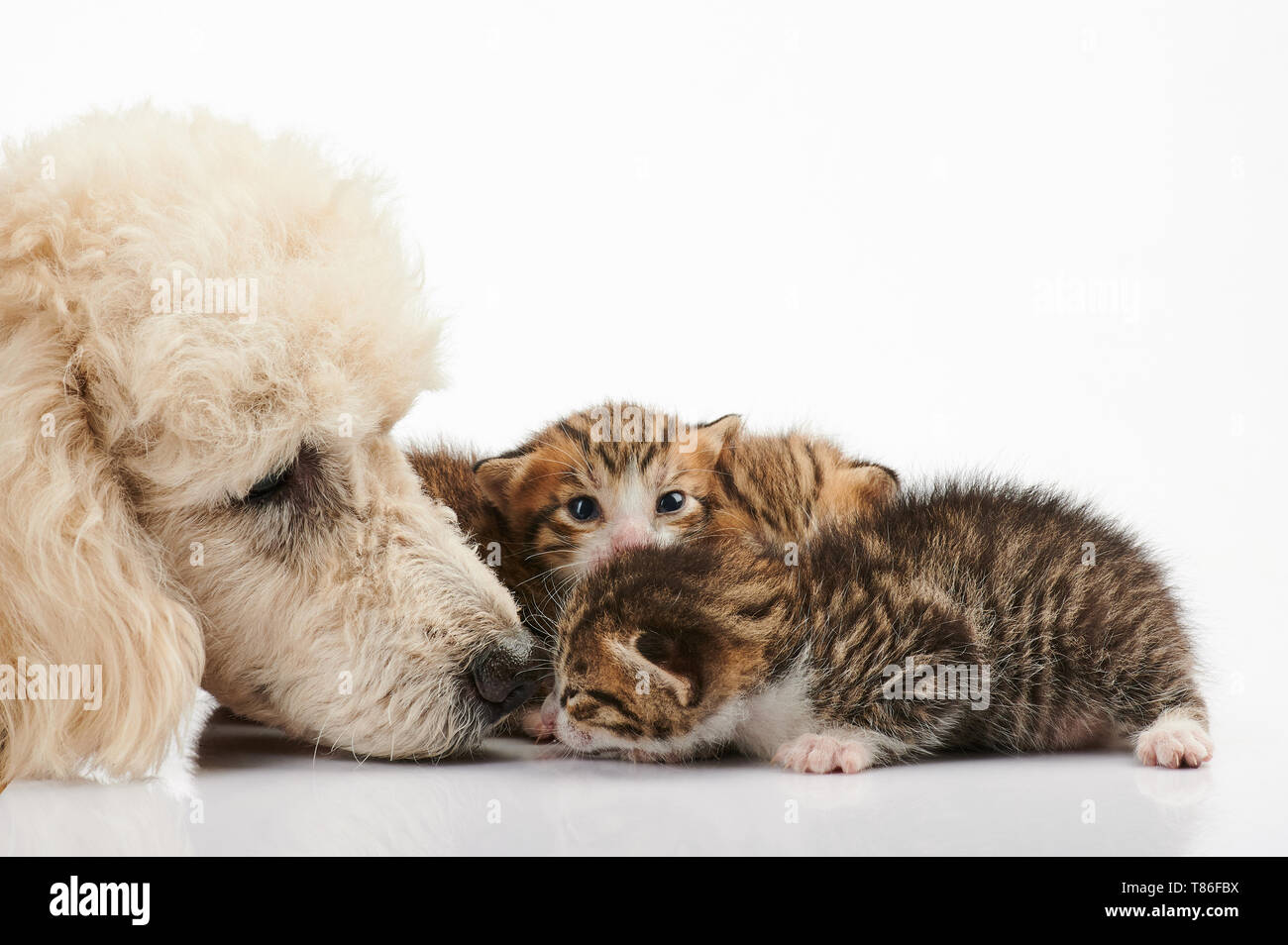 Cane barboncino e piccola kitty lo sniffing isolati su sfondo bianco Foto Stock