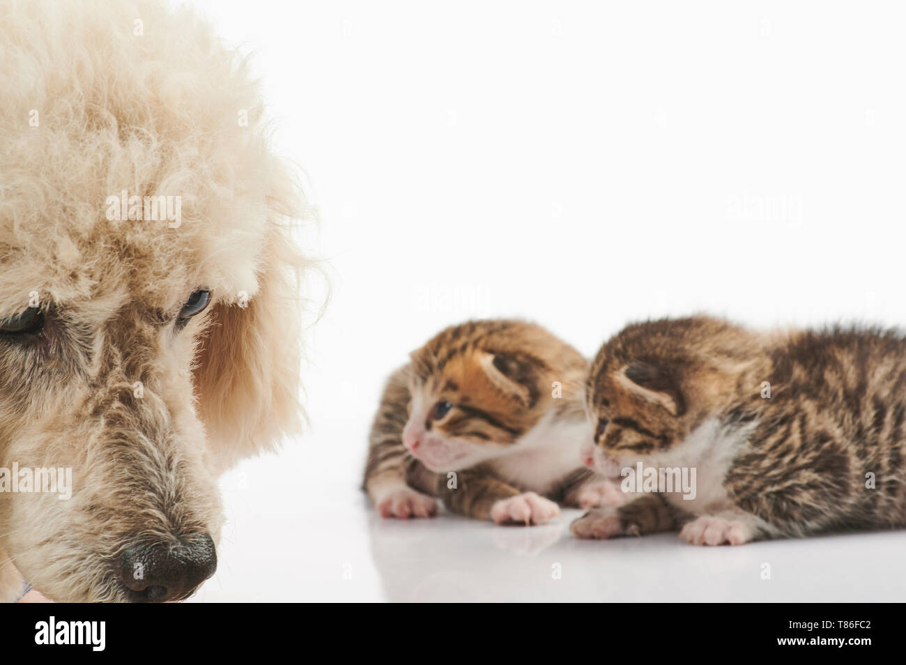 Triste cane barboncino su kitty isolato di sfondo Foto Stock