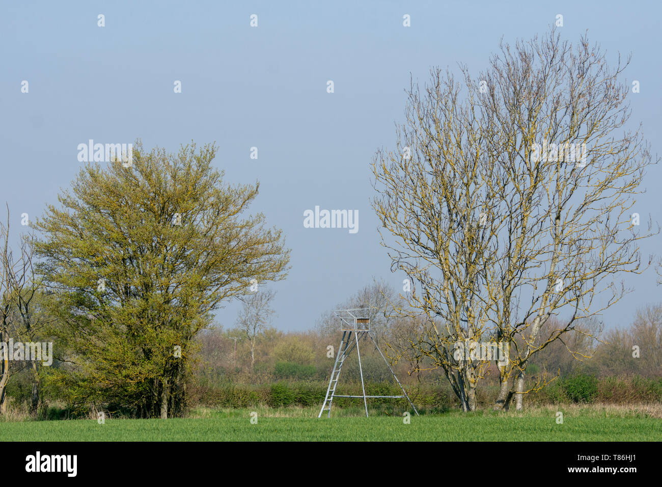 Cervi sede di ripresa tra alberi Foto Stock