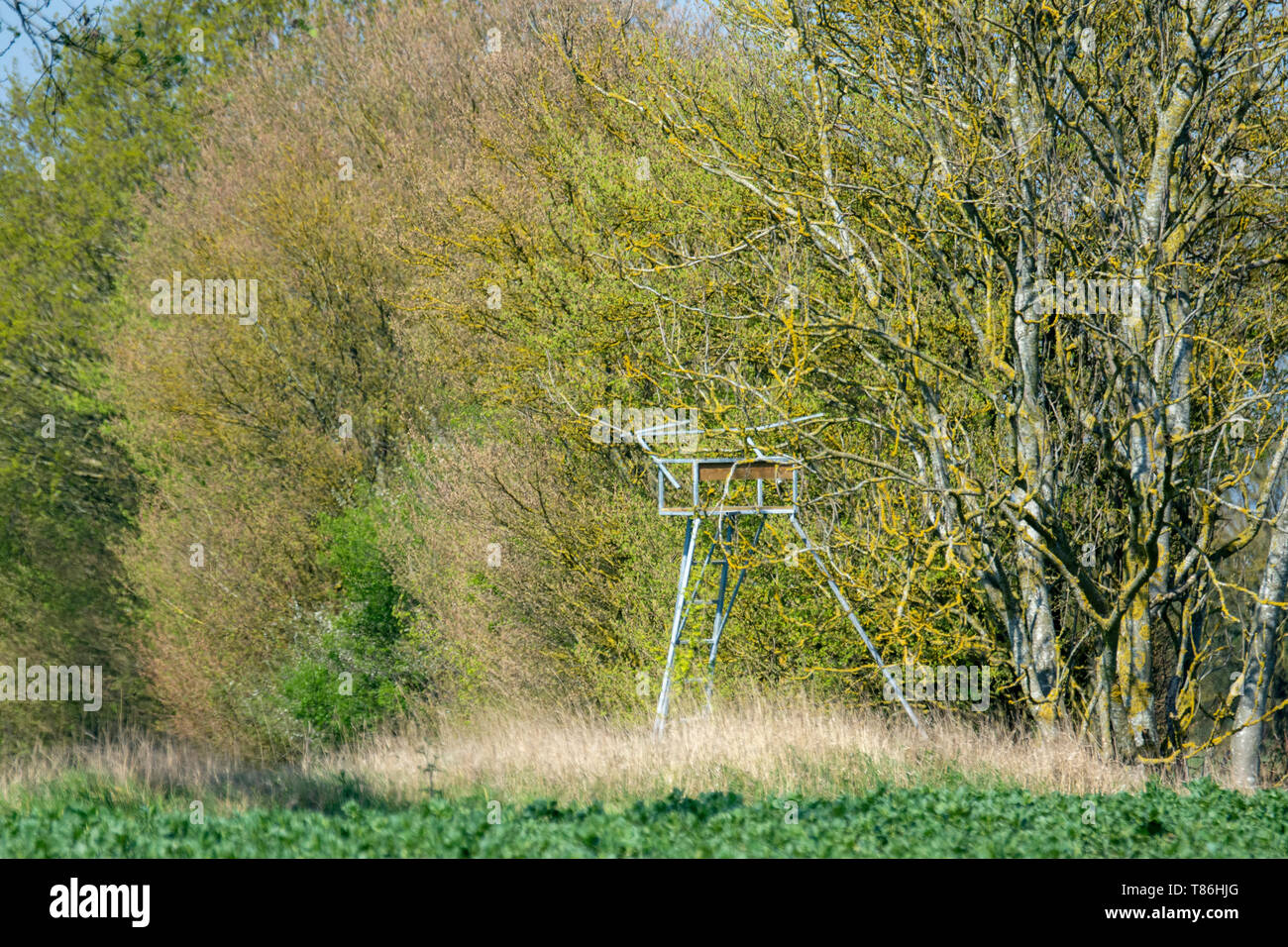 Cervi sede di ripresa tra alberi Foto Stock