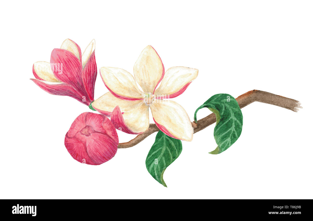 Dipinti ad acquerello magnolia ramo in fiore con foglie Foto Stock