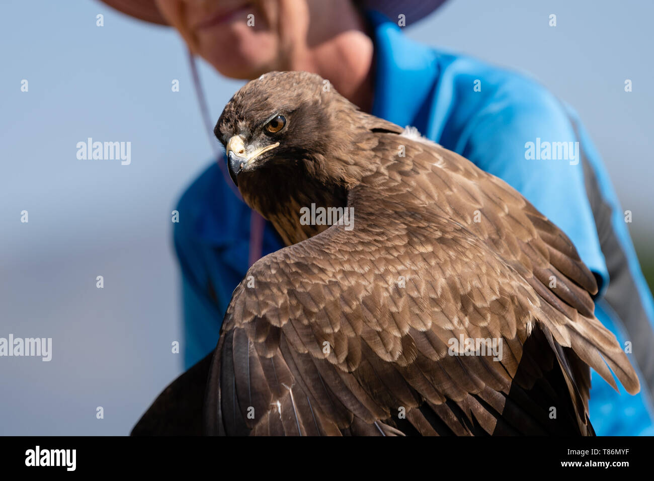 Un Wahlberg's eagle appollaiato sul suo guanto gestori durante un volo dimostrativo. Foto Stock