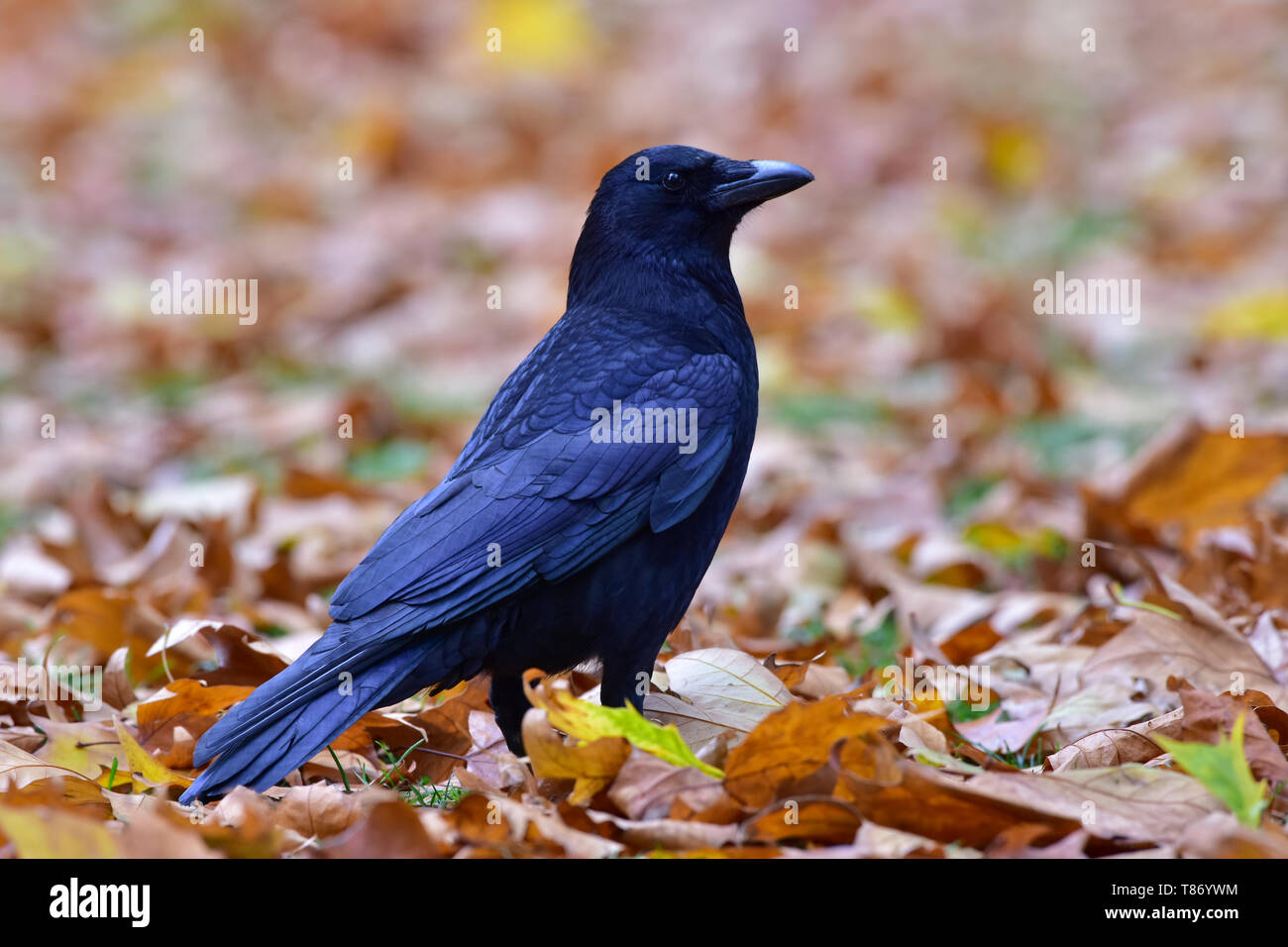 Corvo nero, Corvus corone, corvo comune Foto Stock