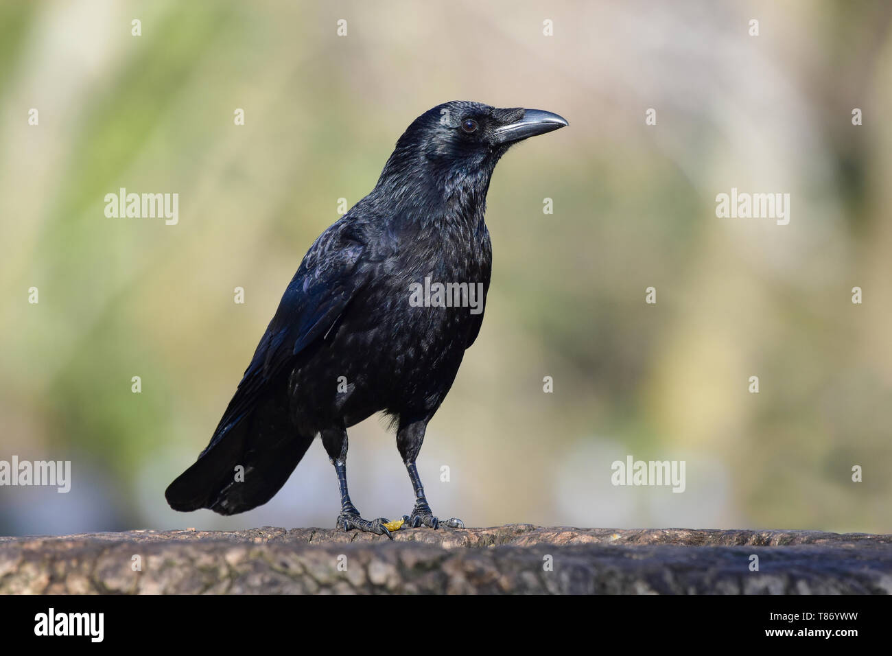 Corvo nero, Corvus corone, corvo comune Foto Stock