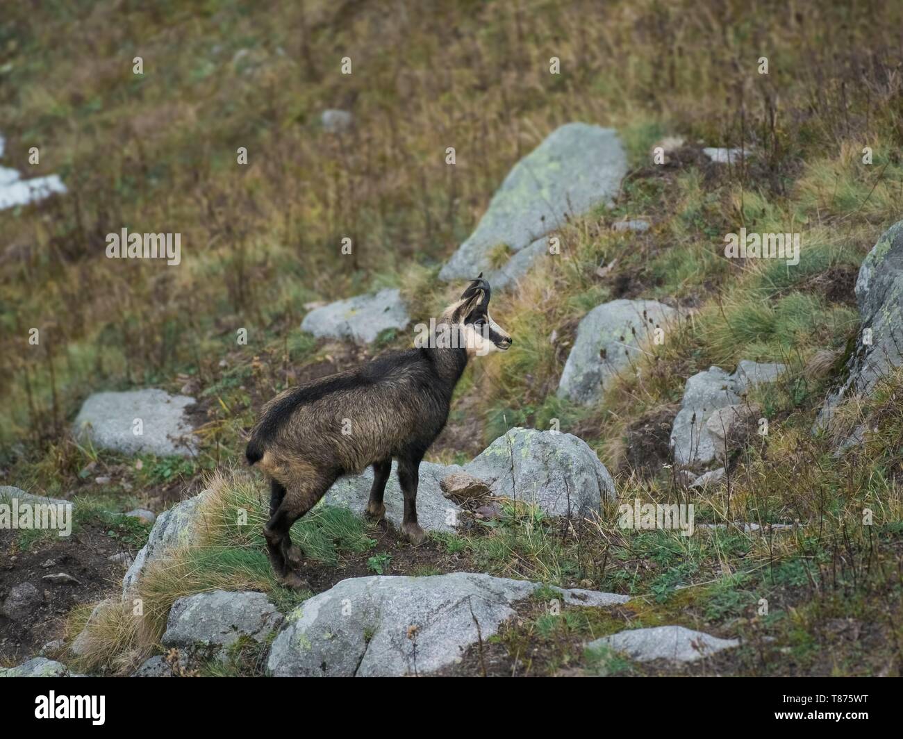 Francia, Vosges, Ballons des Vosges parco regionale, il camoscio Foto Stock