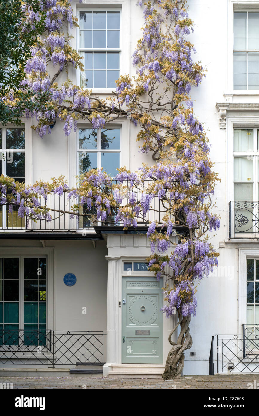 Il Glicine su una casa nella vecchia chiesa Street, a Chelsea, Londra, Inghilterra Foto Stock