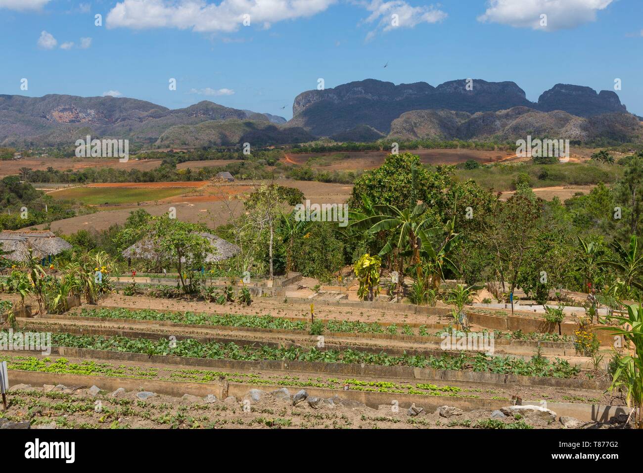 Cuba, nella provincia di Pinar del Rio, Vinales, Vinales Valley, Vinales Parco Nazionale classificata patrimonio mondiale dell'UNESCO, la semina in una fattoria biologica, il mogotes in fondo Foto Stock