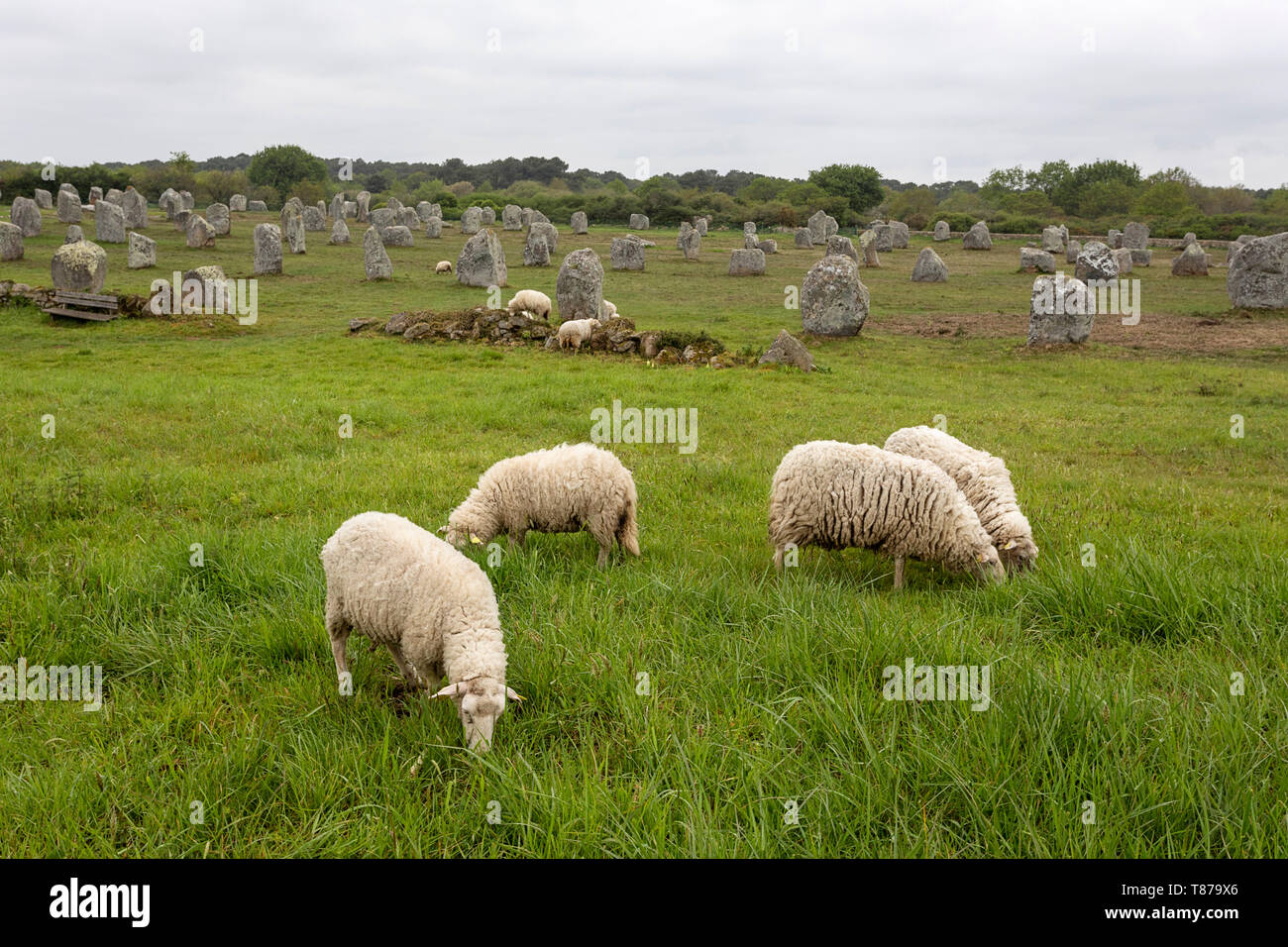 Pecore al pascolo a Carnac allineamenti di menhir. Linee di standing pietre, granito. La Bretagna Francia Europa Foto Stock