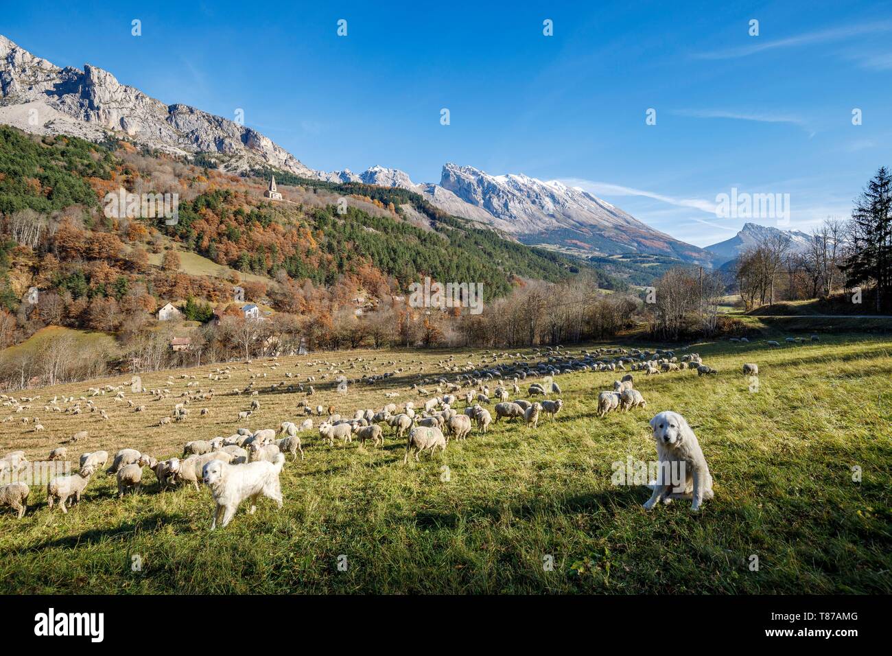 Francia, Hautes Alpes, il massiccio del Dévoluy, Saint Disdier en Dévoluy, allevamento di pecore in un prato e sullo sfondo la cappella Gicons di stile romanico del XI e il XII secolo, meglio noto come la mera Église, la montagna di San Gicon e la montagna di Faraut Foto Stock