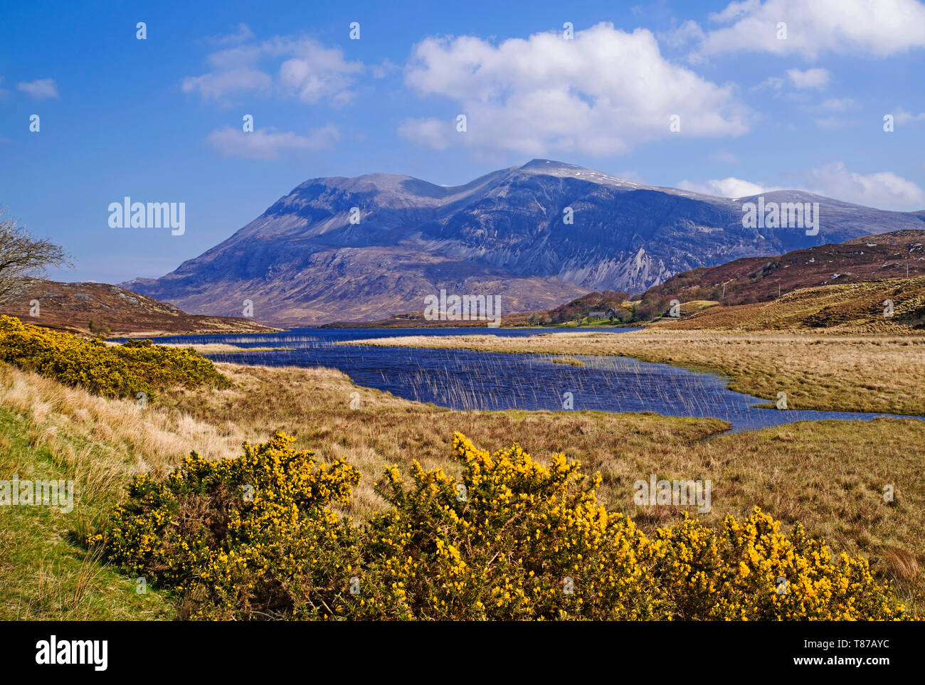 Arkle visto sul Loch Stack, Sutherland, Highlands scozzesi UK, soleggiata mattina di primavera, fioritura gorse cespugli in primo piano Foto Stock