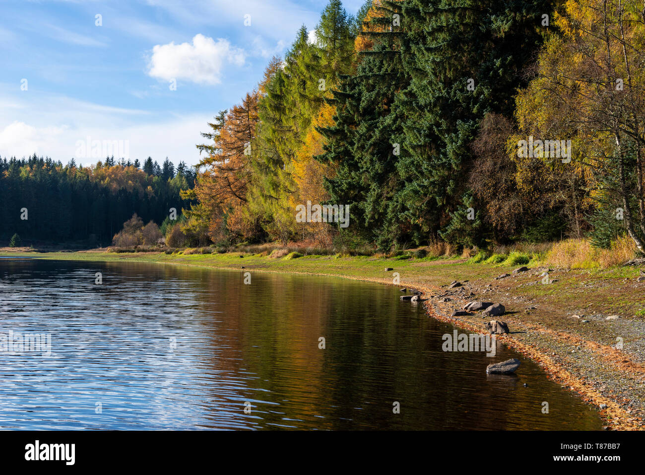 Vista lungo la riva del Loch Drunkie sul Achray Forest Drive nel Trossachs, Scotland, Regno Unito Foto Stock