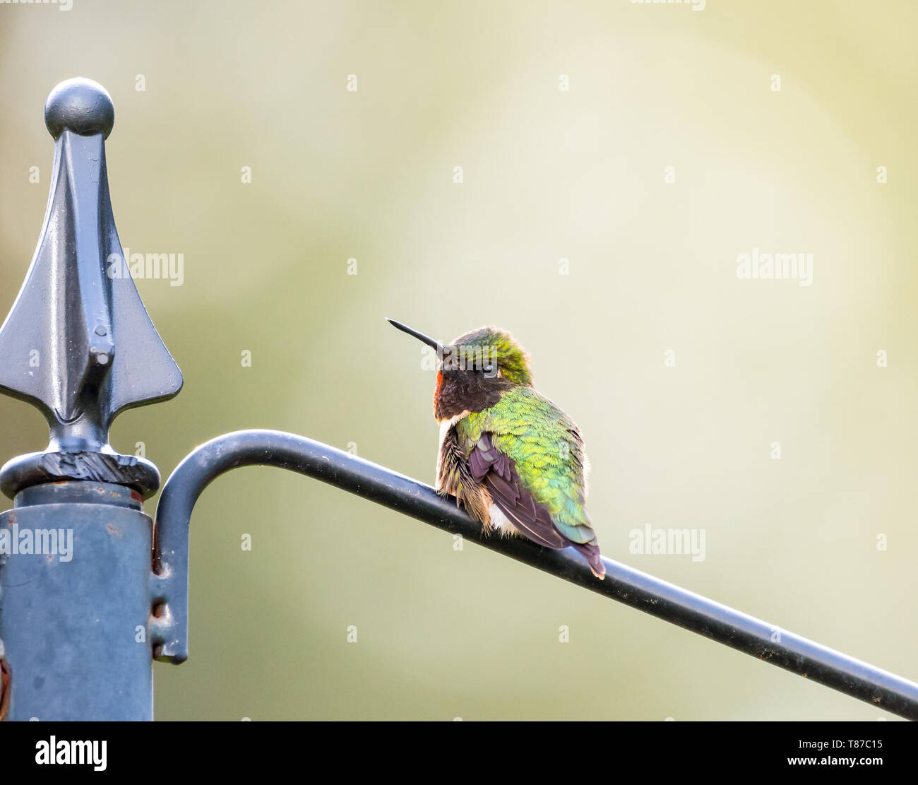 Maschio Hummingbird Ruby-Throated seduto sul palo metallico. Foto Stock