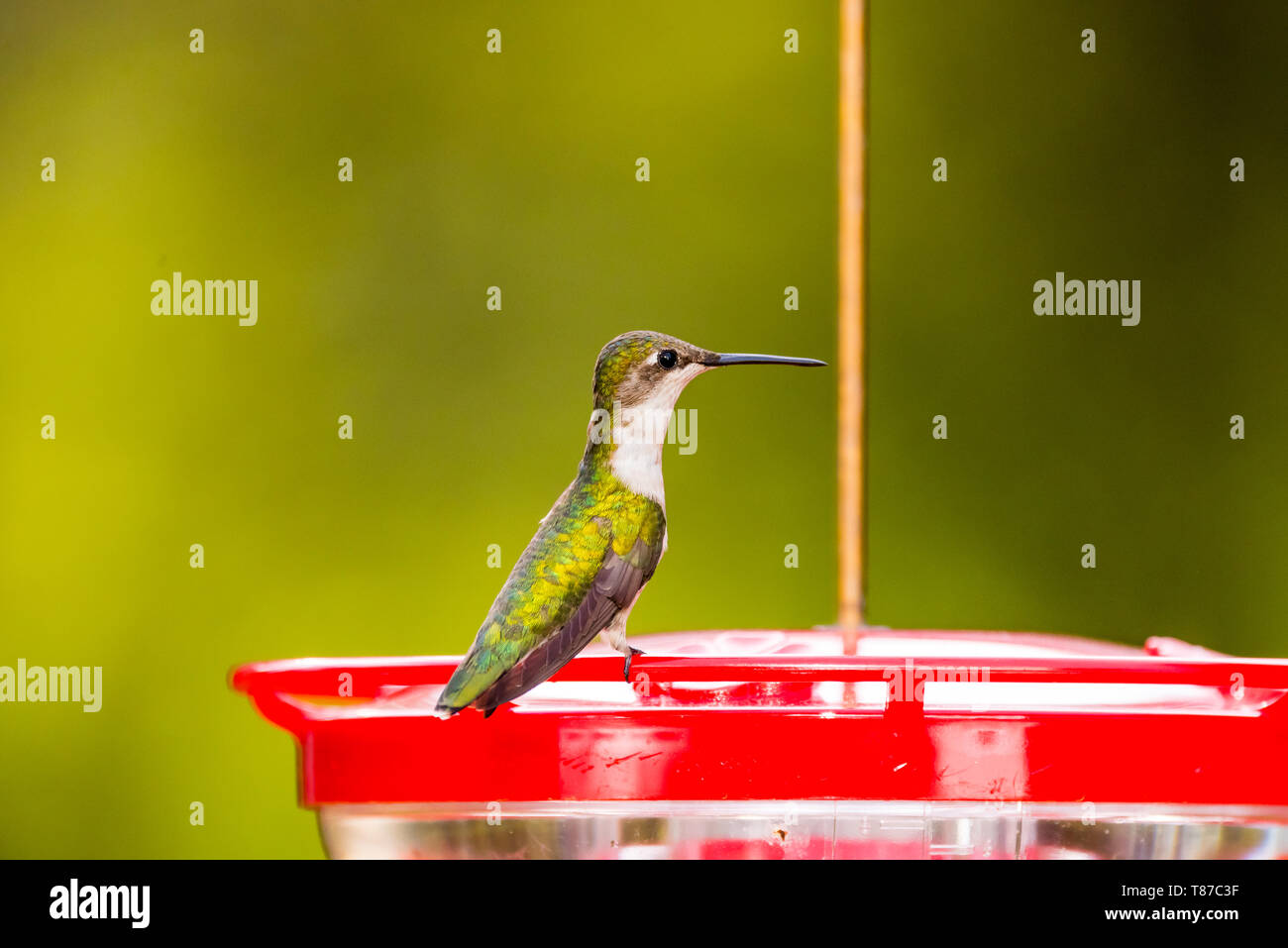 Femmina Hummingbird Ruby-Throated sulla plastica rosso hummingbird alimentatore. Foto Stock