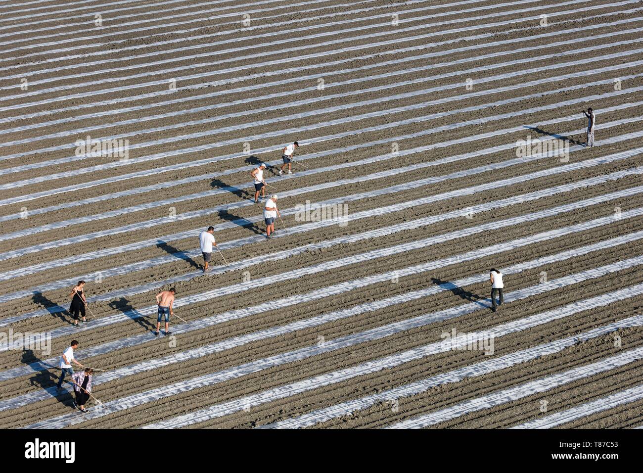 Francia, Vendee, Chaille Les Marais, melone cultura (vista aerea) Foto Stock